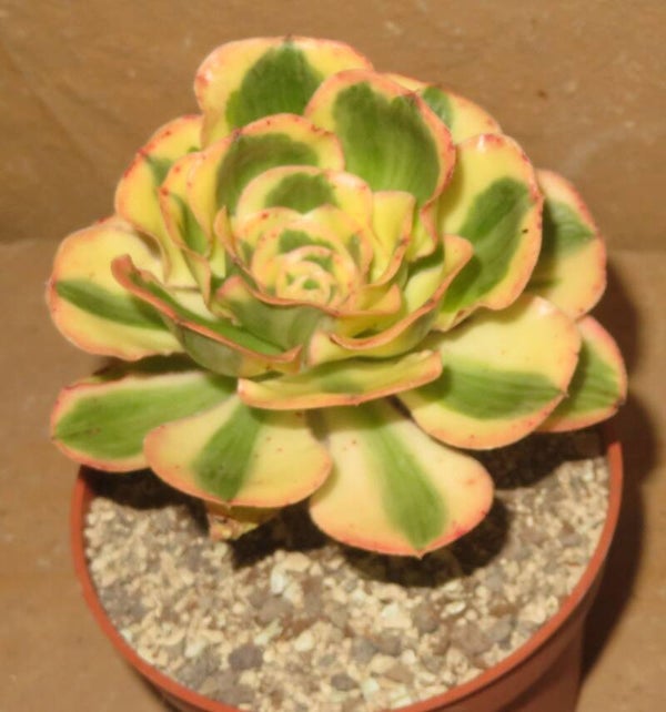Aeonium cv Zeus variegata
