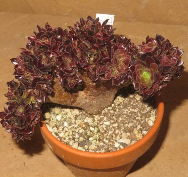 Aeonium cv SuperBang cristata variegata