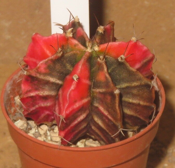 Gymnocalycium mihanovichii cv Hibotan-Nishiki variegata