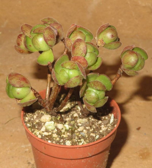 Aeonium saundersii