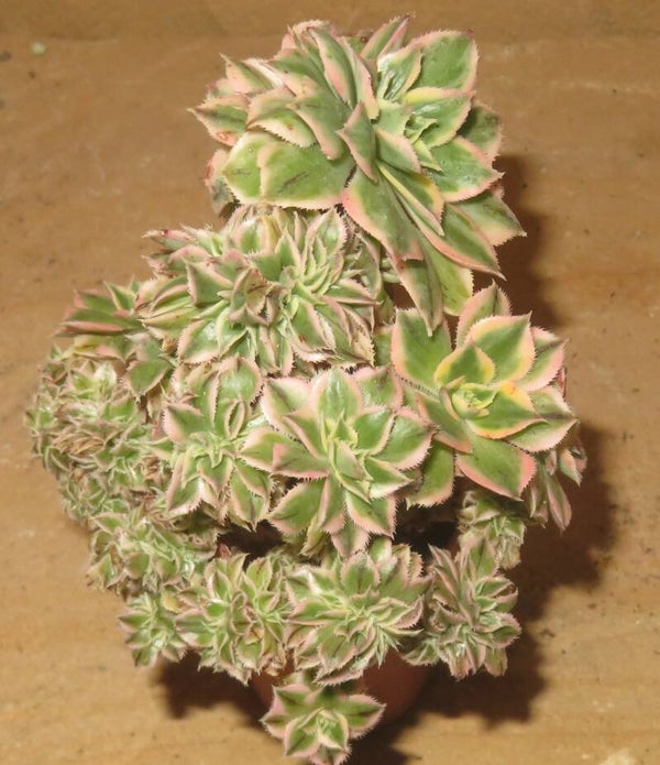 Aeonium decorum cv Tricolor cristata variegata