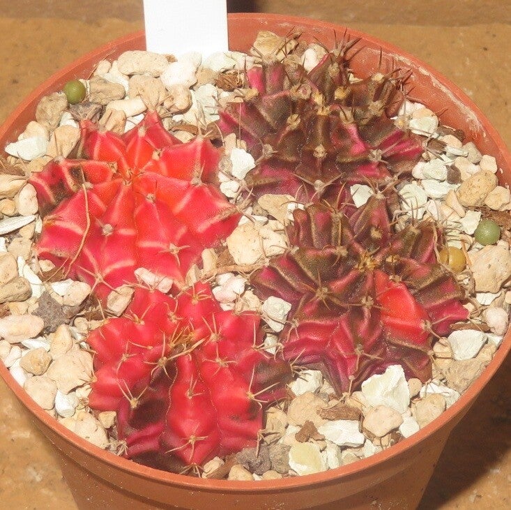 4x Gymnocalycium mihanovichii cv Hibotan-Nishiki variegata