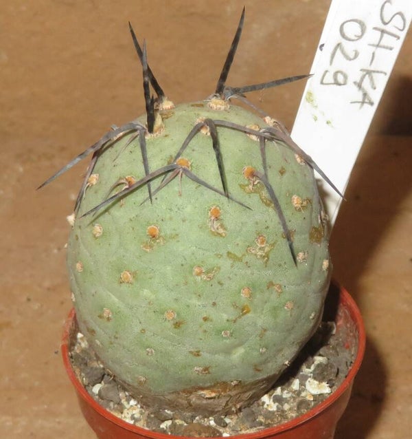 Tephrocactus geometricus schwarze Stacheln
