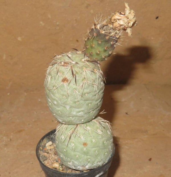 Tephrocactus geometricus