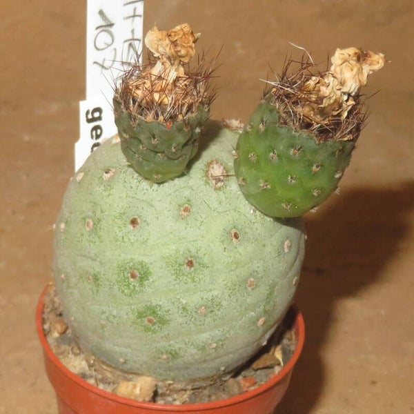 Tephrocactus geometricus - Stachellose Form