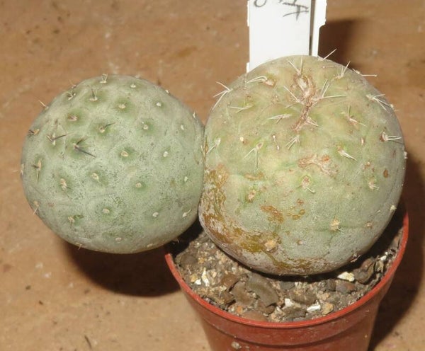 Tephrocactus geometricus