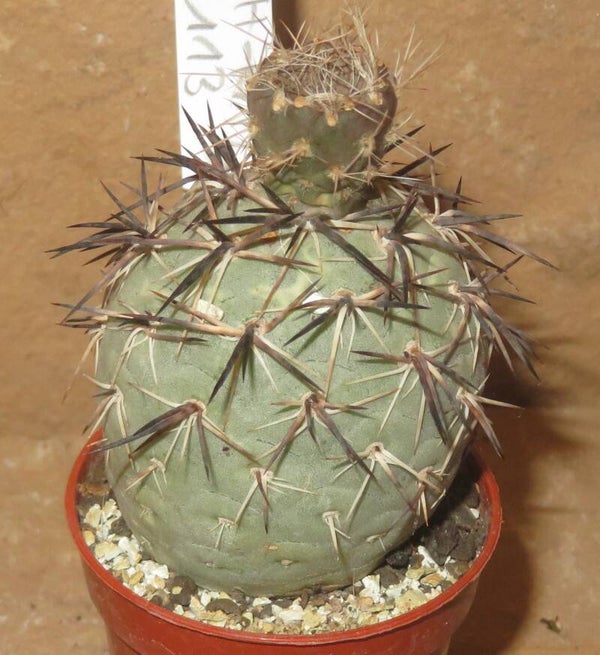 Tephrocactus geometricus schwarze Stacheln