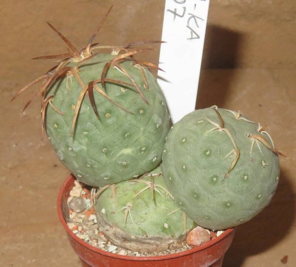 Tephrocactus geometricus dicke Stacheln
