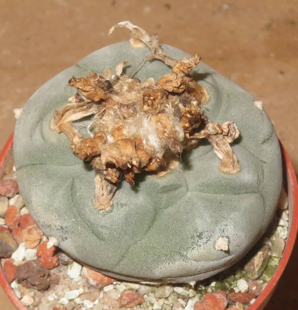 Lophophora fricii Viesca Coahuila Mexiko - Peyote Cactus