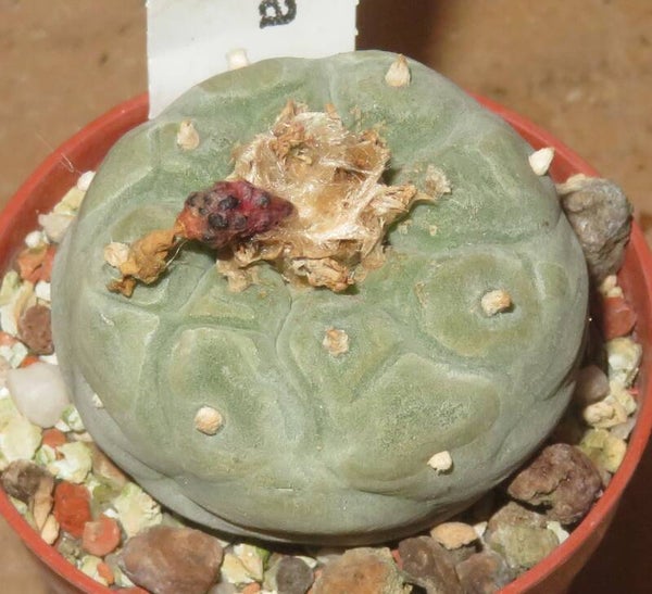 Lophophora fricii Viesca Coahuila Mexiko - Peyote