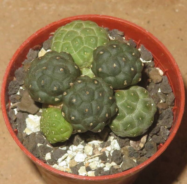 Puna bonnieae f. inermis Catamarca, 2500 - 3300 m, Argentinien