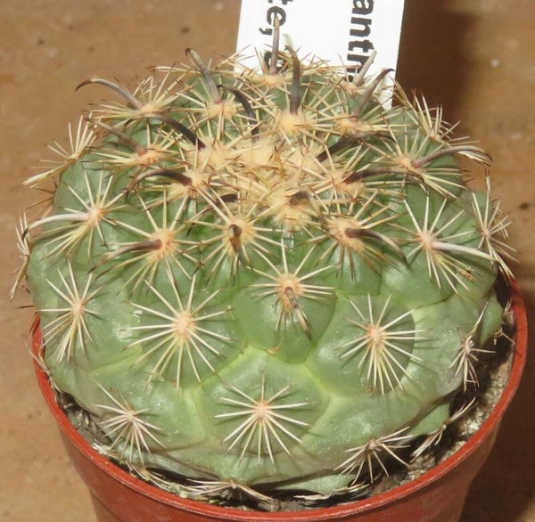 Coryphantha kracikii El Diamante, Durango, Mexiko