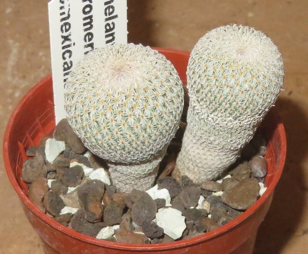 2x Epithelantha micromeris f neomexicana