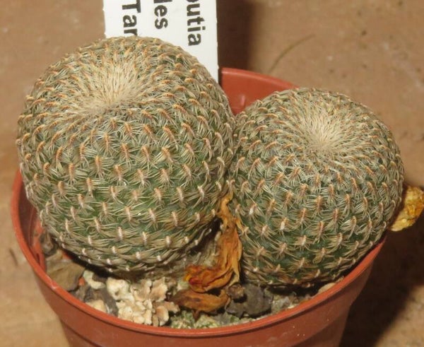 Sulcorebutia heliosoides LH1544