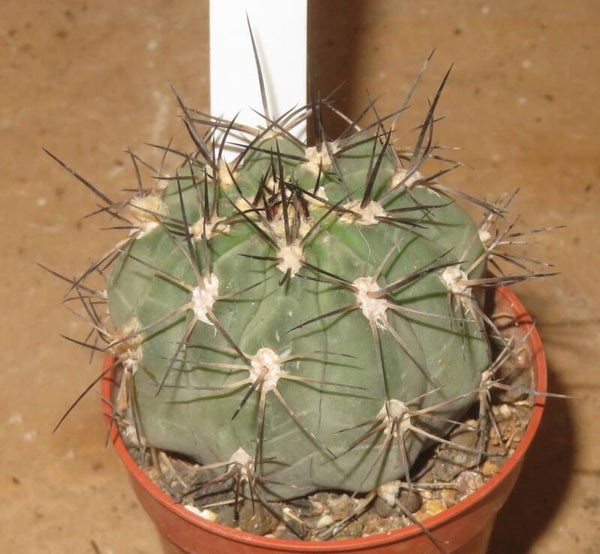Acanthocalycium glaucum