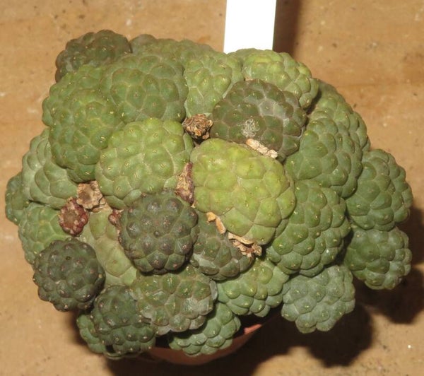Puna bonnieae f. inermis Catamarca, 2500 - 3300 m, Argentinien