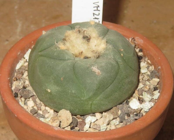 Lophophora koehresii VH212 Morita SLP Mexico - Peyote Cactus