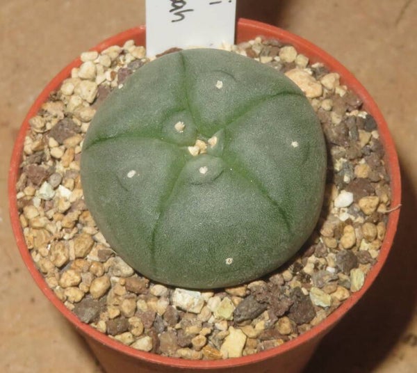 Lophophora williamsii v hipolito Crucea Hipolito Coahuila Mexiko - Blaue Bergform
