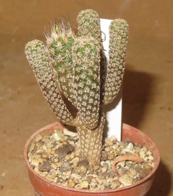 Turbinicarpus krainzianus minimus PP220 San Andre, Cardonal, Hidalgo, Mexiko
