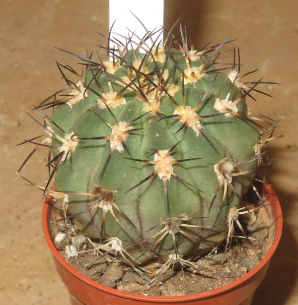 Acanthocalycium glaucum
