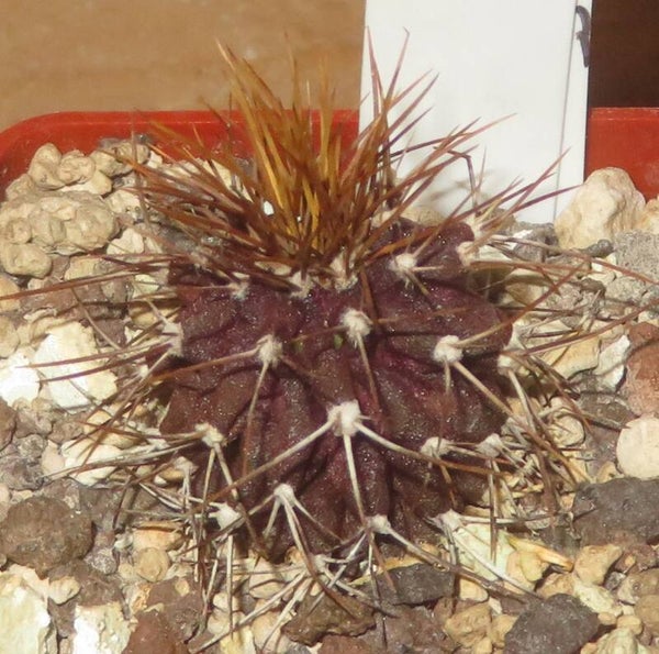 Uebelmannia buiningii RNK52 Tromba d´Anta, Minas Gerais, Brasilien