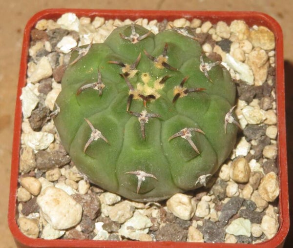Gymnocalycium vatteri v unguispinum