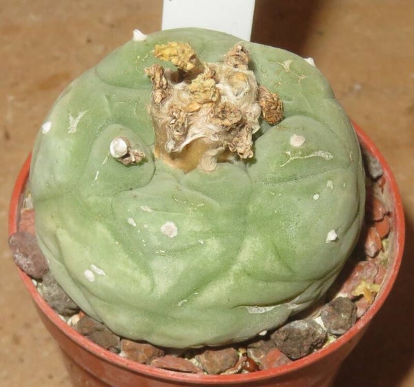 Lophophora diffusa - Peyote Cactus