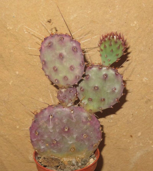 Opuntia santa rita