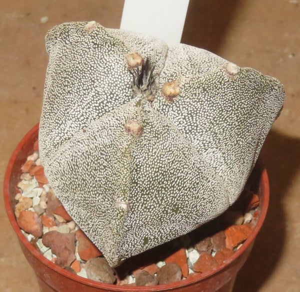 Astrophytum myriostigma f tricostatum
