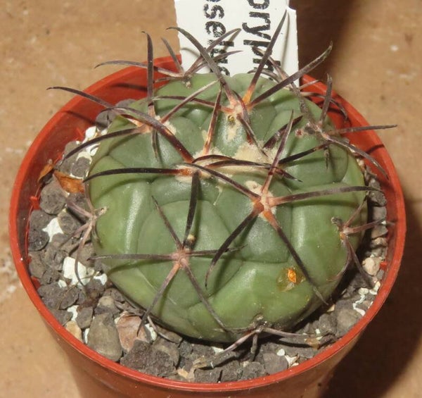 Coryphantha poselgeriana