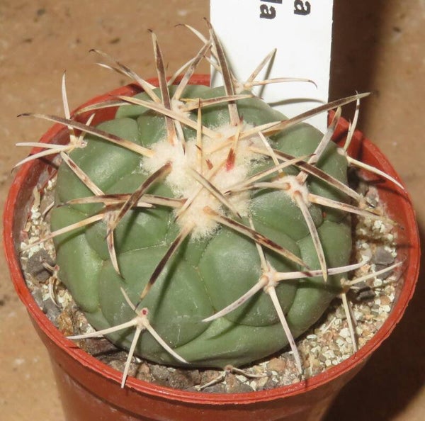 Coryphantha poselgeriana v valida SB288