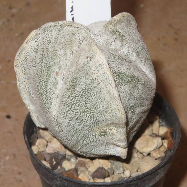 Astrophytum coahuilense f tricostatum