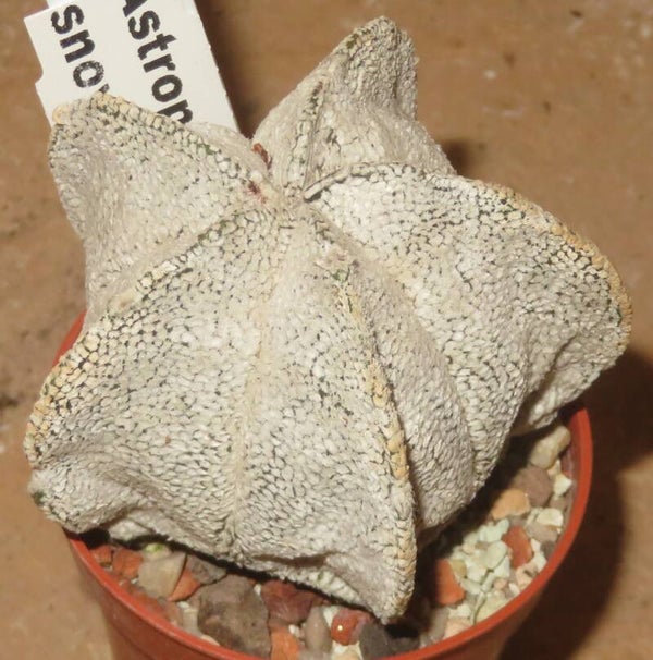 Astrophytum coahuilense cv Snow