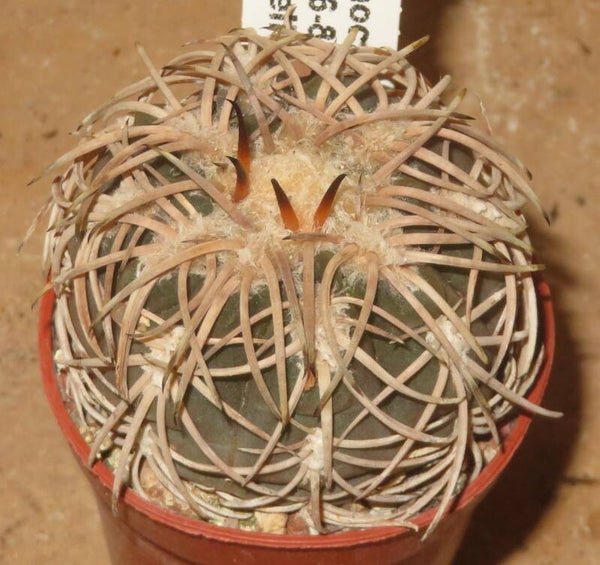 Gymnocalycium spegazzinii v. punillense TOM06-811 El Obelisco, Salta, Argentinien