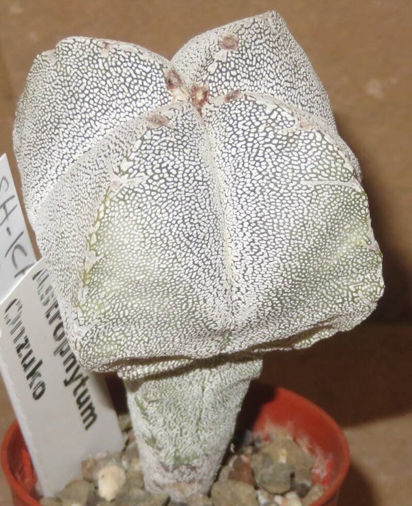Astrophytum myriostigma quadricostatum cv Onzuka