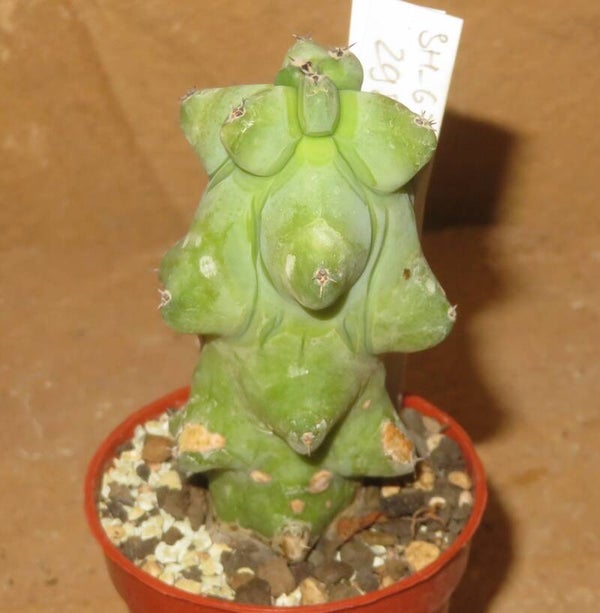 Myrtillocactus geometrizans cv Fukurokuryuzinboku - Brustkaktus