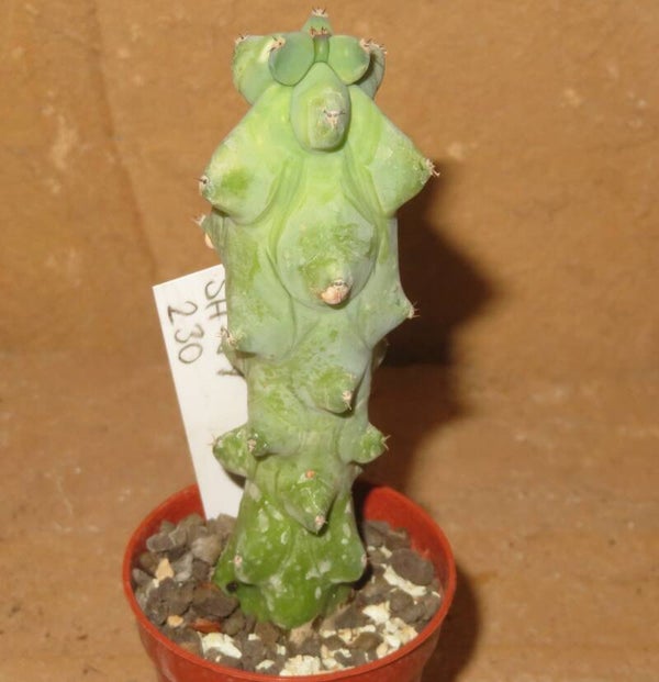 Myrtillocactus geometrizans cv Fukurokuryuzinboku - Brustkaktus