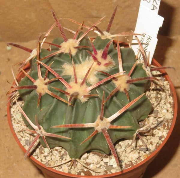 Echinocactus texensis - Homalacephala