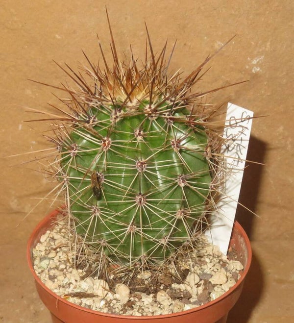 Carnegiea gigantea - Saguaro Cactus