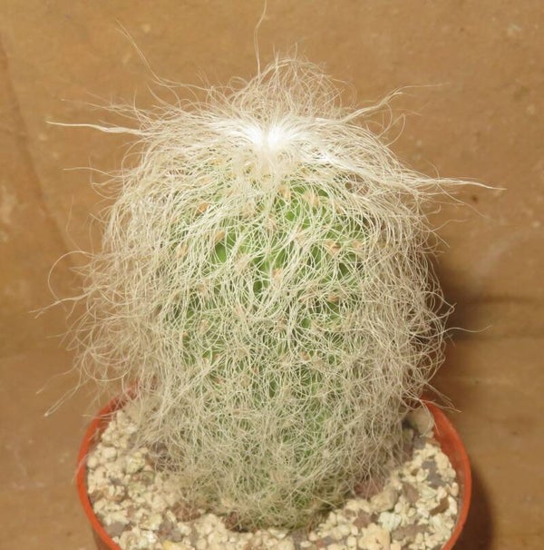 Cephalocereus senilis - Greisenhaupt / Alter Mann Kaktus