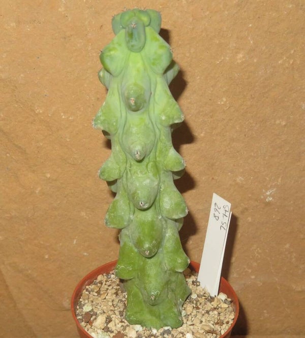 Myrtillocactus geometrizans cv Fukurokuryuzinboku - Brustkaktus