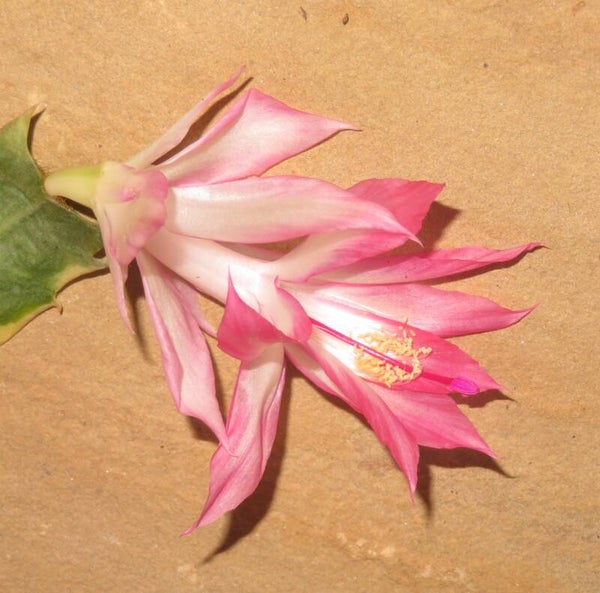 Schlumbergera cv Madame Butterfly variegata – Weihnachtskaktus Blattkaktus