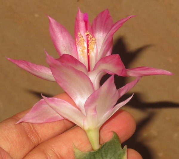 Schlumbergera cv Madame Butterfly variegata Pflanze – Weihnachtskaktus Blattkaktus