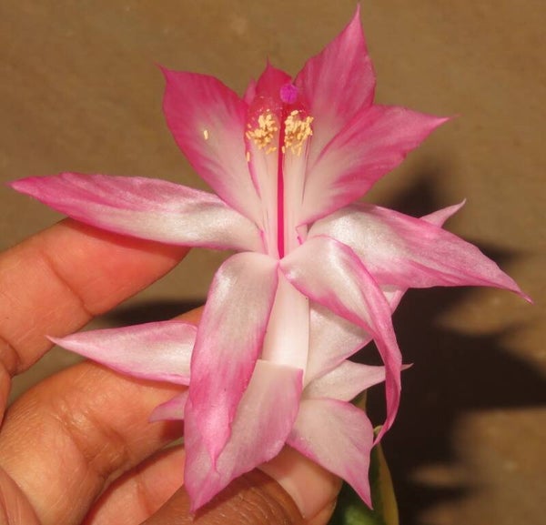 Schlumbergera cv Madame Butterfly variegata Pflanze – Weihnachtskaktus Blattkaktus
