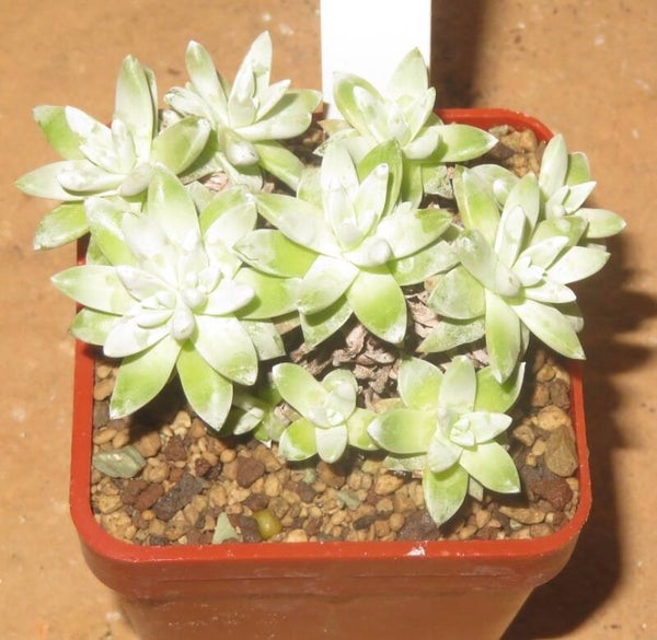 Dudleya greenei cv white sprite gnoma - Caudex