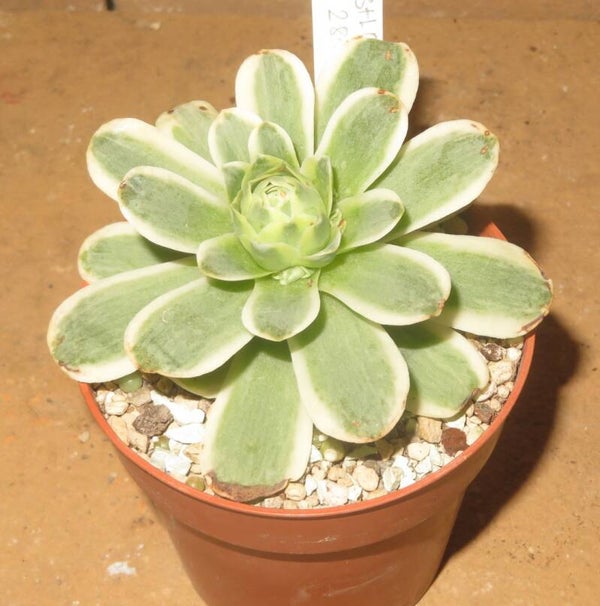 Greenovia dodrantalis variegata