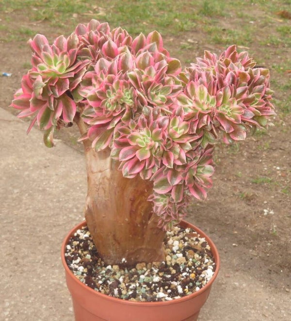 Aeonium cv Pink Witch cristata variegata Große Pflanze