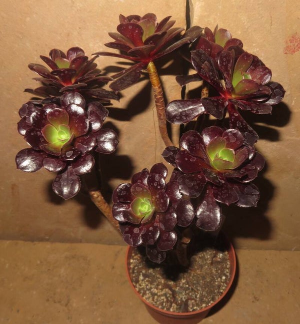 Aeonium cv Velour