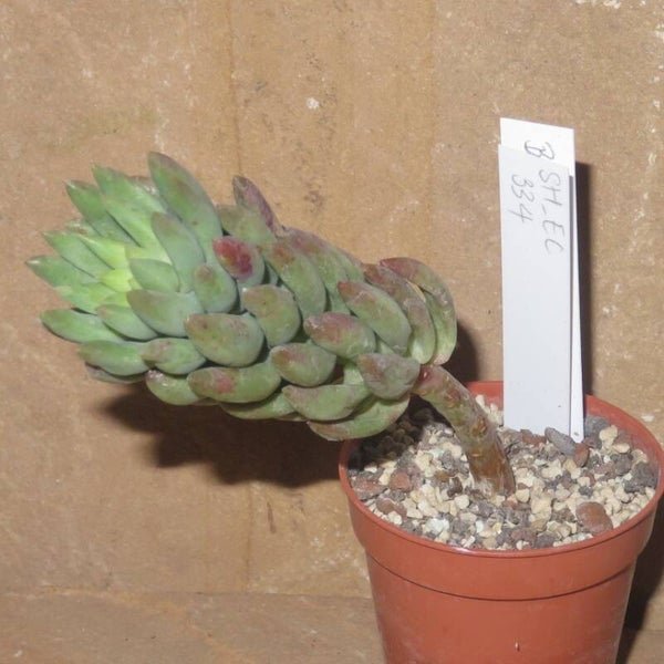 Sedeveria cv Harry Butterfield