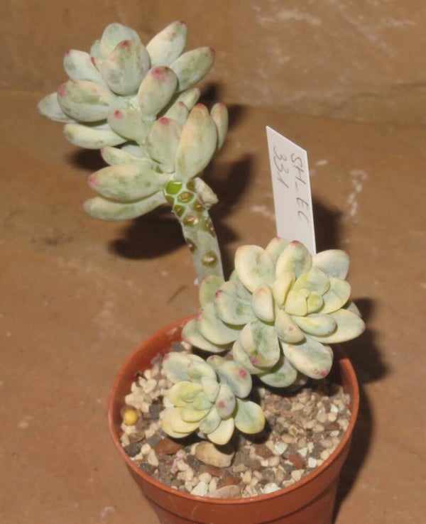 Sedum clavatum variegata